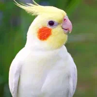 عروس هلندی مولد