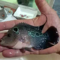 فلاور هورن|ماهی|تبریز, |دیوار