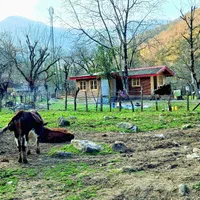 اجاره کلبه چوبی دنج در دل جنگل