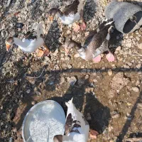 ۴ عدد غاز رودان|حیوانات مزرعه|رودان, |دیوار