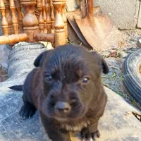 واگذاری|سگ|بجنورد, |دیوار