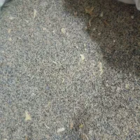 بذر گوجه ای سفید|گل و گیاه طبیعی|کوهدشت, |دیوار