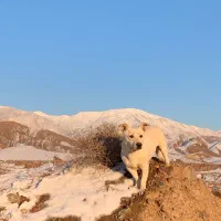 سگ پاکوتاه