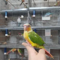 طوطی گرینچیک سرلاکی دست آموز آناناسی یلوساید