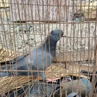 جوجه نر ابادانی|پرنده|خرمشهر, |دیوار