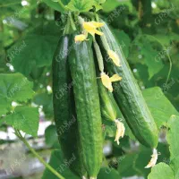 گلخانه زمین کشاورزی تلمبه