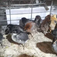 جوجه گلپایگانی