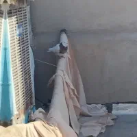 کبوتر یا کفتر