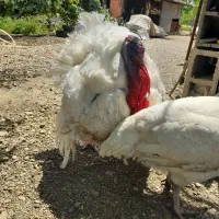 بوقلمون بیوتی،گوشتی تخم گذار