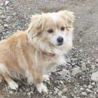 سگ پاکوتاه|سگ|جیرفت, |دیوار