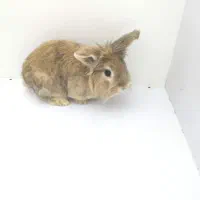 خرگوش خانگی