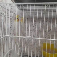 دوجفت عروس هلندی مولد. فروشی.