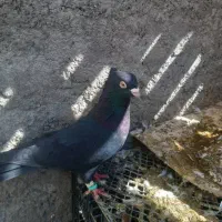 کفتر سیاه ابادانی نر