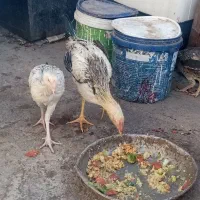 جوجه خروس و مرغ لاری اصیل|حیوانات مزرعه|زاهدان, |دیوار