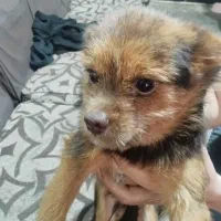 سگ واکذاری نر|سگ|ماهدشت, |دیوار