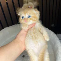 گربه نارنجی پسر و ...