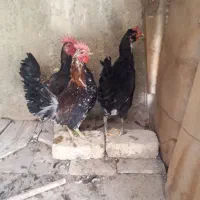 خروس گلین ۱۰ماهه جوان سالم واکسن خورده|حیوانات مزرعه|خمینیشهر, |دیوار