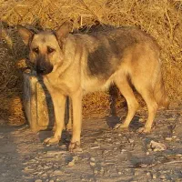 سگ ژرمن ماده