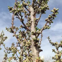 فروش انواع نهال  اصلاح شده پیوندی