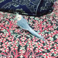 عروس هلندی|پرنده|عنبرآباد, |دیوار