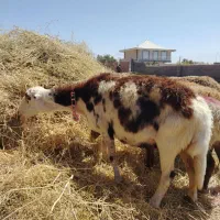 میش بروجردی