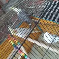 عروس هلندی لوتینو ماده|پرنده|کرج, شاهین‌ویلا|دیوار