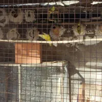 مرغ عشق|پرنده|جم, |دیوار