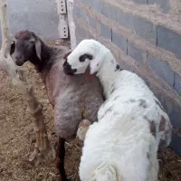 گوشت بره نرینه