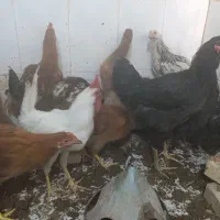 مرغ وخروس طاقچه محلی