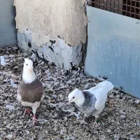 کبوتر طوقی کله ای سینه ای سبز آبادانی|پرنده|شهرضا, |دیوار