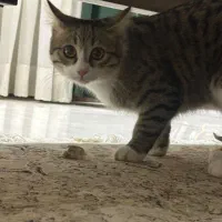 واگذاری رایگان گربه ی ماده پنج ماهه به دلیل مهاجرت