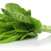 برگ چغندر هیدج