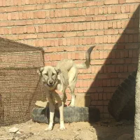 ماده عراقی 7ماه|سگ|لالجین, |دیوار