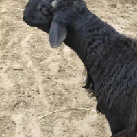 شش عدد گوسفند برای گوشدخ جفتی۱۲۵میلیون