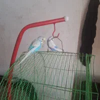 فروش مرغ عشق