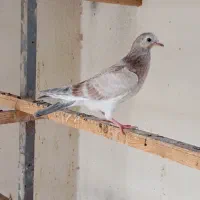 کبوتر
