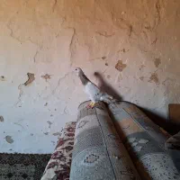 کبوتر هفرنگ