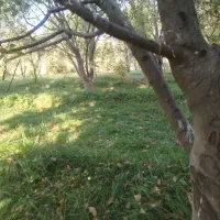 زمین کشاورزی