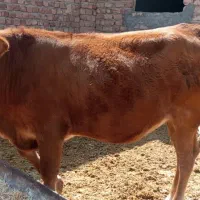 فروش گاو گوساله ماده نوبر|حیوانات مزرعه|مرودشت, استادیوم‎|دیوار