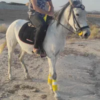 اسب مادیان