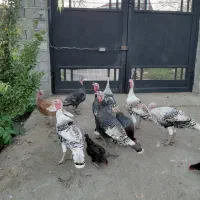 بوقلمون کیلویی 350