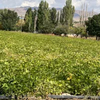 نیروی زن یا اقا برا لوبیا چیدن میخوام
