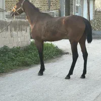 مادیان دوخون ۶ ساله