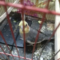 عروس هلندی|پرنده|ماهدشت, |دیوار