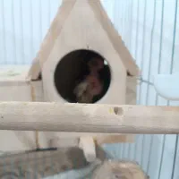 عروس هلندی|پرنده|جوانرود, |دیوار