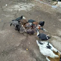 فروش|حیوانات مزرعه|کرج, ساماندهی|دیوار