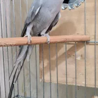 طوطی ملنگو مولد طوسی ، جوجه گرینچیک و عروس|پرنده|بیرجند, |دیوار