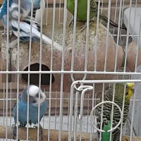 مرغ عشق|پرنده|زاهدان, |دیوار