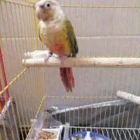 گریچینگ آناناس 8ماهه دستی|پرنده|اردکان, |دیوار