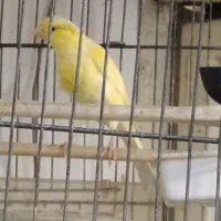 قناری زرد  پا بلند